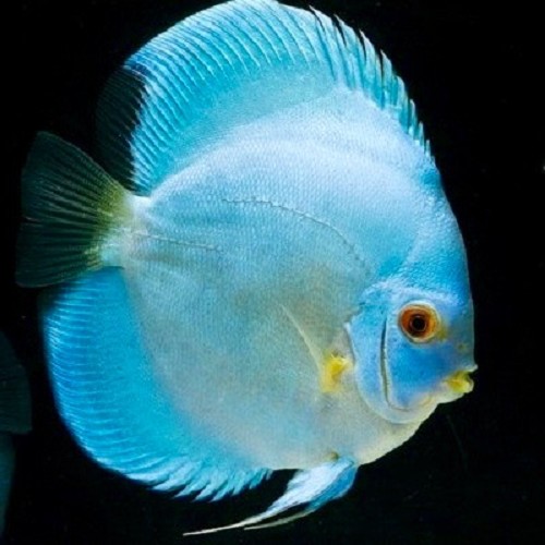 Symphysodon aequifasciatus - Discus blue diamond 6-7 cm